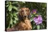 Portrait of Long-Haired Standard Dachshund in Late Spring-Lynn M^ Stone-Stretched Canvas