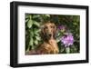 Portrait of Long-Haired Standard Dachshund in Late Spring-Lynn M^ Stone-Framed Photographic Print