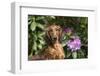 Portrait of Long-Haired Standard Dachshund in Late Spring-Lynn M^ Stone-Framed Photographic Print