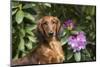 Portrait of Long-Haired Standard Dachshund in Late Spring-Lynn M^ Stone-Mounted Photographic Print