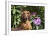 Portrait of Long-Haired Standard Dachshund in Late Spring-Lynn M^ Stone-Framed Photographic Print