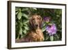 Portrait of Long-Haired Standard Dachshund in Late Spring-Lynn M^ Stone-Framed Photographic Print