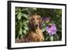 Portrait of Long-Haired Standard Dachshund in Late Spring-Lynn M^ Stone-Framed Photographic Print