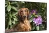 Portrait of Long-Haired Standard Dachshund in Late Spring-Lynn M^ Stone-Mounted Photographic Print