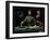 Portrait of Luca Pacioli-Jacopo De' Barbari-Framed Giclee Print