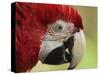 Portrait of Macaw, Lok Kawi Wildlife Park, Sabah, Borneo, Malaysia,Southeast Asia, Asia-Jochen Schlenker-Stretched Canvas