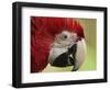 Portrait of Macaw, Lok Kawi Wildlife Park, Sabah, Borneo, Malaysia,Southeast Asia, Asia-Jochen Schlenker-Framed Photographic Print