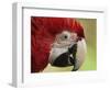 Portrait of Macaw, Lok Kawi Wildlife Park, Sabah, Borneo, Malaysia,Southeast Asia, Asia-Jochen Schlenker-Framed Photographic Print