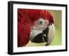 Portrait of Macaw, Lok Kawi Wildlife Park, Sabah, Borneo, Malaysia,Southeast Asia, Asia-Jochen Schlenker-Framed Photographic Print