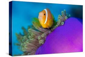 Portrait of Maldives anemonefish with its host sea anemone-Alex Mustard-Stretched Canvas