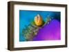 Portrait of Maldives anemonefish with its host sea anemone-Alex Mustard-Framed Photographic Print