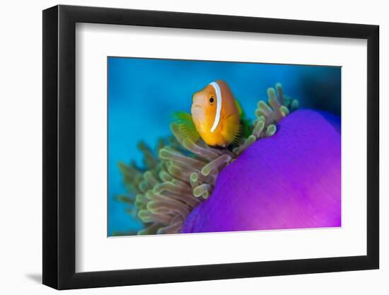 Portrait of Maldives anemonefish with its host sea anemone-Alex Mustard-Framed Photographic Print