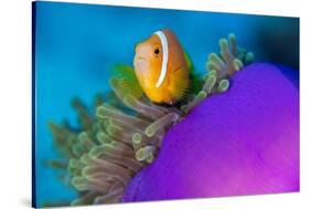 Portrait of Maldives anemonefish with its host sea anemone-Alex Mustard-Stretched Canvas