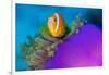 Portrait of Maldives anemonefish with its host sea anemone-Alex Mustard-Framed Photographic Print