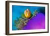 Portrait of Maldives anemonefish with its host sea anemone-Alex Mustard-Framed Photographic Print