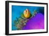 Portrait of Maldives anemonefish with its host sea anemone-Alex Mustard-Framed Photographic Print