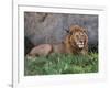 Portrait of Male African Lion, Tanzania-Dee Ann Pederson-Framed Photographic Print