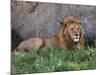 Portrait of Male African Lion, Tanzania-Dee Ann Pederson-Mounted Photographic Print