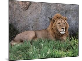 Portrait of Male African Lion, Tanzania-Dee Ann Pederson-Mounted Photographic Print