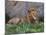 Portrait of Male African Lion, Tanzania-Dee Ann Pederson-Mounted Photographic Print