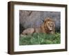 Portrait of Male African Lion, Tanzania-Dee Ann Pederson-Framed Photographic Print