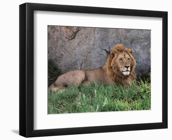 Portrait of Male African Lion, Tanzania-Dee Ann Pederson-Framed Photographic Print