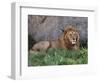 Portrait of Male African Lion, Tanzania-Dee Ann Pederson-Framed Photographic Print