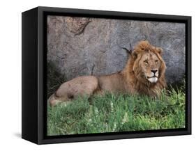Portrait of Male African Lion, Tanzania-Dee Ann Pederson-Framed Stretched Canvas