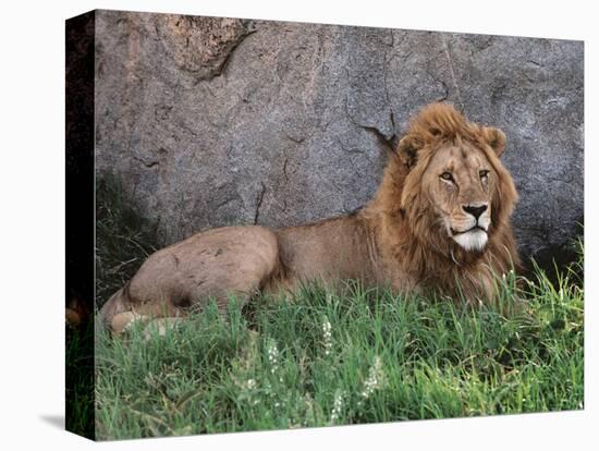 Portrait of Male African Lion, Tanzania-Dee Ann Pederson-Stretched Canvas