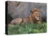 Portrait of Male African Lion, Tanzania-Dee Ann Pederson-Stretched Canvas