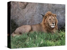 Portrait of Male African Lion, Tanzania-Dee Ann Pederson-Stretched Canvas