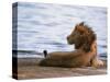 Portrait of Male African Lion, Tanzania-Dee Ann Pederson-Stretched Canvas