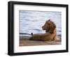 Portrait of Male African Lion, Tanzania-Dee Ann Pederson-Framed Photographic Print