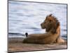 Portrait of Male African Lion, Tanzania-Dee Ann Pederson-Mounted Photographic Print