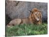 Portrait of Male African Lion, Tanzania-Dee Ann Pederson-Stretched Canvas