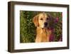 Portrait of Male Golden Retriever by Cosmos Flowers in Early A.M., Batavia, Illinois, USA-Lynn M^ Stone-Framed Photographic Print
