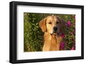 Portrait of Male Golden Retriever by Cosmos Flowers in Early A.M., Batavia, Illinois, USA-Lynn M^ Stone-Framed Photographic Print