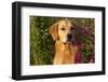 Portrait of Male Golden Retriever by Cosmos Flowers in Early A.M., Batavia, Illinois, USA-Lynn M^ Stone-Framed Photographic Print