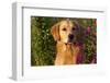 Portrait of Male Golden Retriever by Cosmos Flowers in Early A.M., Batavia, Illinois, USA-Lynn M^ Stone-Framed Photographic Print