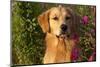 Portrait of Male Golden Retriever by Cosmos Flowers in Early A.M., Batavia, Illinois, USA-Lynn M^ Stone-Mounted Photographic Print
