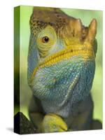 Portrait of Male Parson's Chameleon, Ranomafana National Park, South Eastern Madagascar-Nick Garbutt-Stretched Canvas