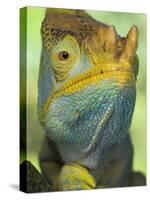 Portrait of Male Parson's Chameleon, Ranomafana National Park, South Eastern Madagascar-Nick Garbutt-Stretched Canvas