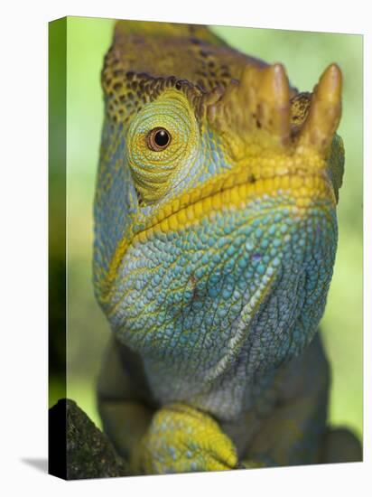 Portrait of Male Parson's Chameleon, Ranomafana National Park, South Eastern Madagascar-Nick Garbutt-Stretched Canvas