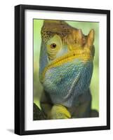 Portrait of Male Parson's Chameleon, Ranomafana National Park, South Eastern Madagascar-Nick Garbutt-Framed Photographic Print