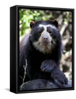 Portrait of Male Spectacled Bear Chaparri Ecological Reserve, Peru, South America-Eric Baccega-Framed Stretched Canvas