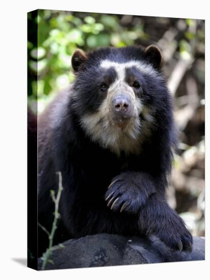 Portrait of Male Spectacled Bear Chaparri Ecological Reserve, Peru, South America-Eric Baccega-Stretched Canvas
