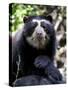 Portrait of Male Spectacled Bear Chaparri Ecological Reserve, Peru, South America-Eric Baccega-Stretched Canvas