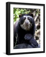 Portrait of Male Spectacled Bear Chaparri Ecological Reserve, Peru, South America-Eric Baccega-Framed Photographic Print