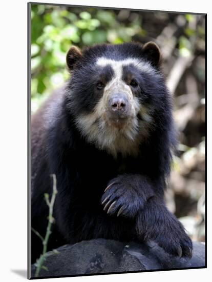 Portrait of Male Spectacled Bear Chaparri Ecological Reserve, Peru, South America-Eric Baccega-Mounted Photographic Print