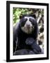 Portrait of Male Spectacled Bear Chaparri Ecological Reserve, Peru, South America-Eric Baccega-Framed Photographic Print